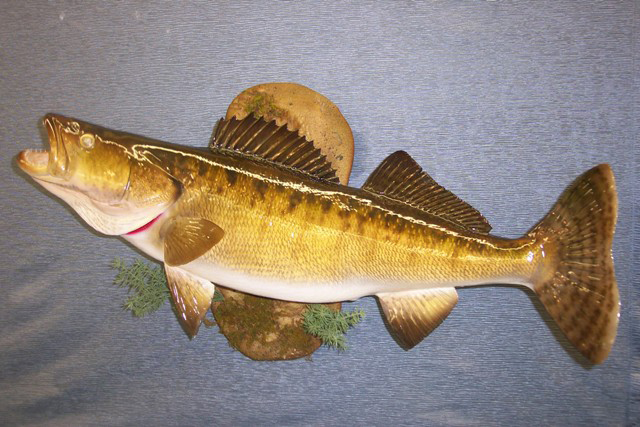 North American fish